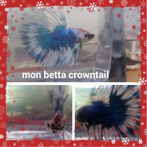 Mon nouveau betta male crowntail bleu et blanc et une femelle 2016-011