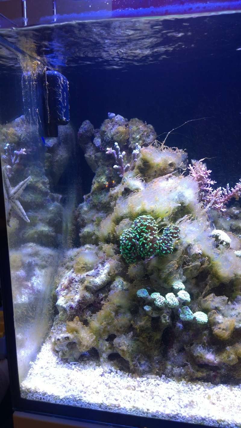 Mon Red Sea Reefer 350L - Page 2 Wp_20111