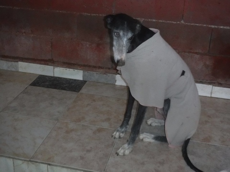 NACHO, galgo noir et blanc, 5 ans Scooby France - ADOPTE Nacho710