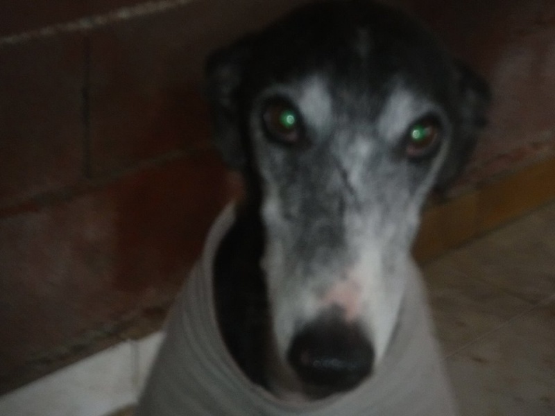 NACHO, galgo noir et blanc, 5 ans  Scooby France - ADOPTE Nacho810