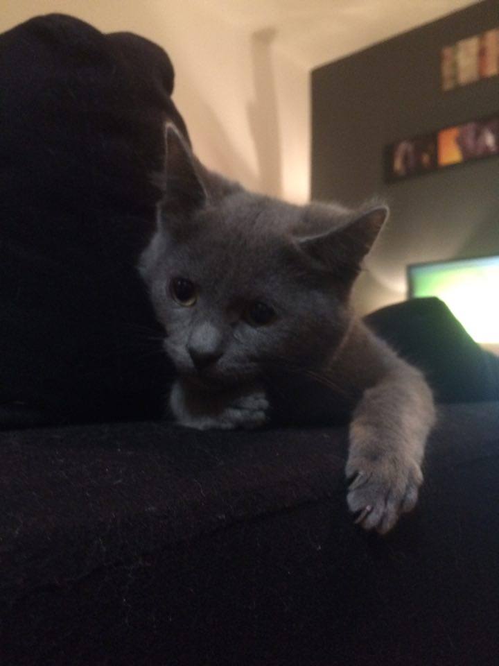 OUZO (chaton mâle croisé chartreux gris) 12463910