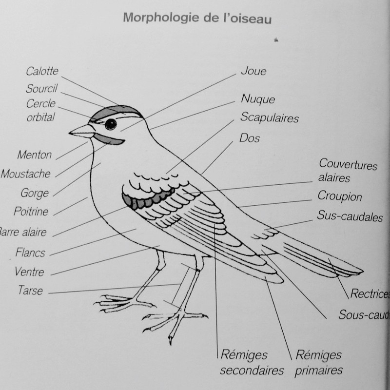 Plumage des oiseaux Morpho10