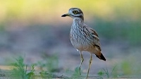 choucas - Surnoms donnés aux oiseaux :  Oedicn10