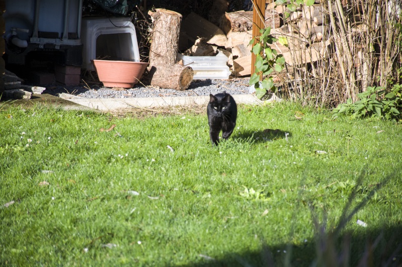 Charly, beau chat noir né vers 2010 Dsc_2512