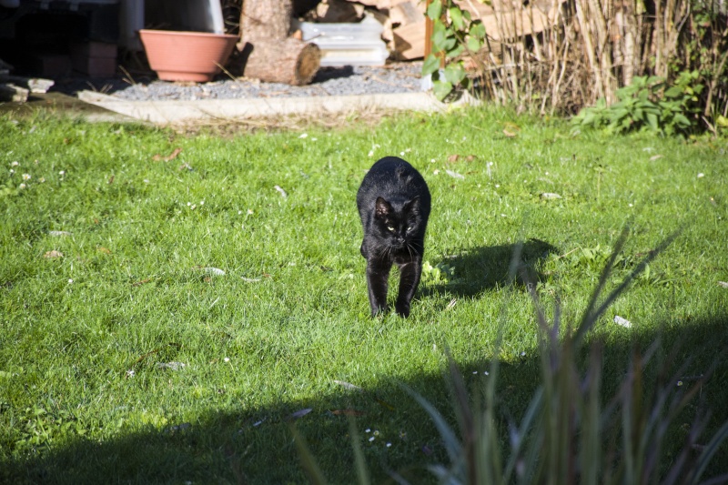 Charly, beau chat noir né vers 2010 Dsc_2513