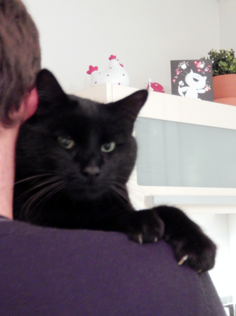 Charly, beau chat noir né vers 2010 Dscn3911