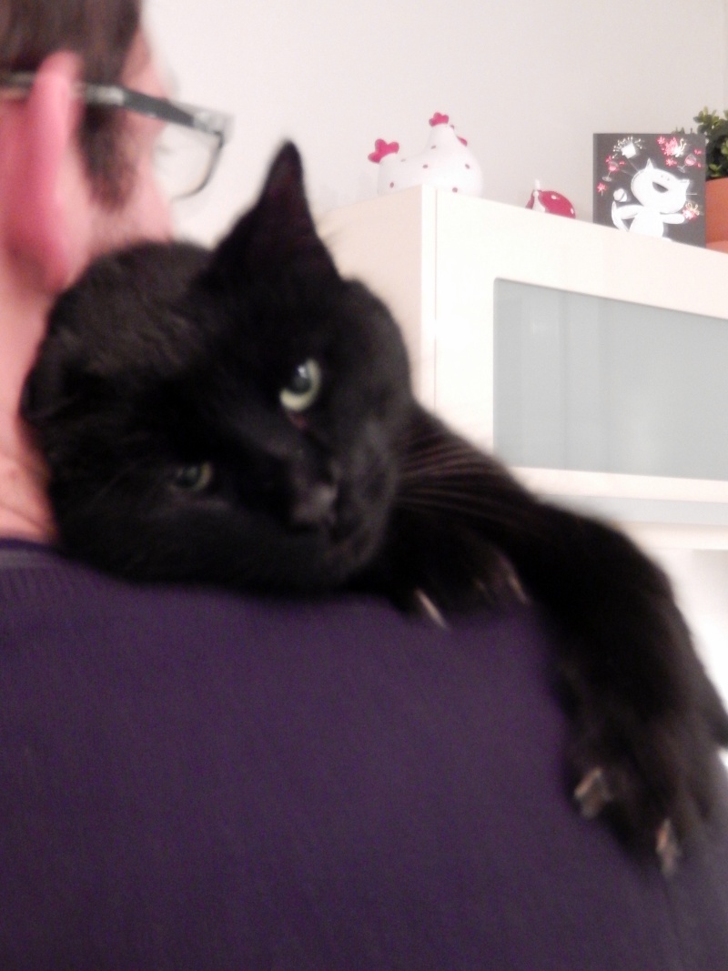 Charly, beau chat noir né vers 2010 Dscn3912