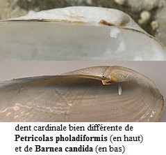 Petricolaria pholadiformis (Lamarck, 1818)  Barnea10