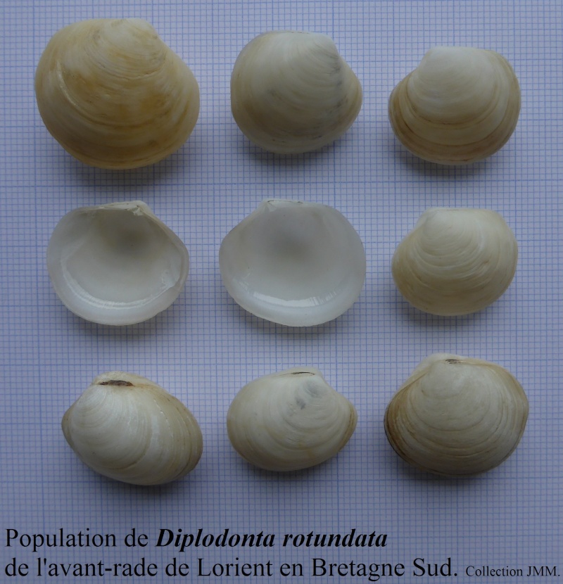 Ungulinidae : Diplodonta rotundata - (Montagu, 1803)  - Page 2 Diplod10