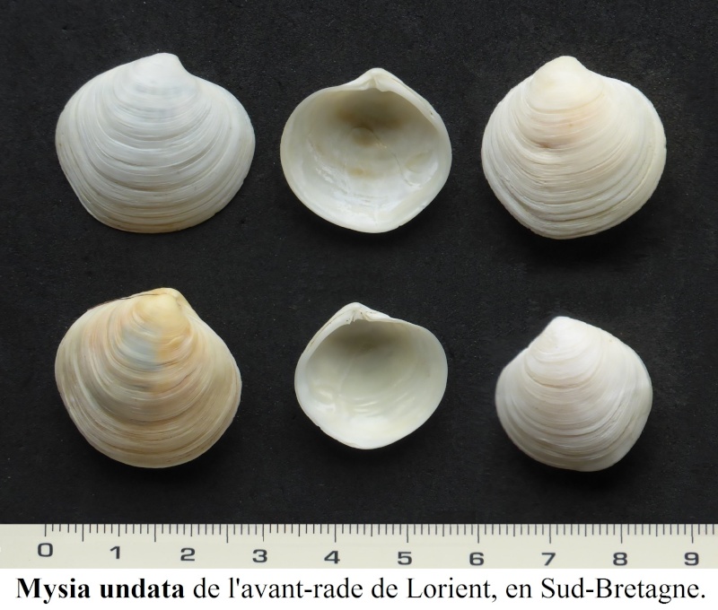 Mysia undata - (Pennant, 1777)  Ok10