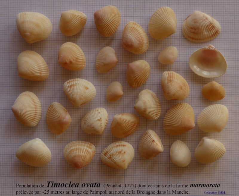 Timoclea ovata - (Pennant 1777) P1200211