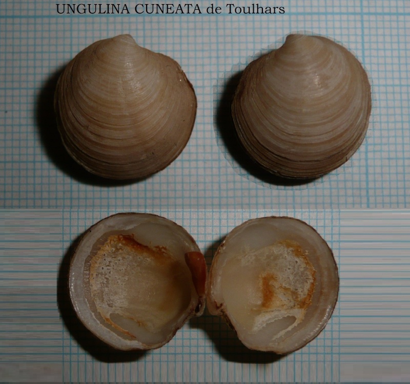 Ungulinidae : Ungulina rubra de Roissy, 1804 Unguli10