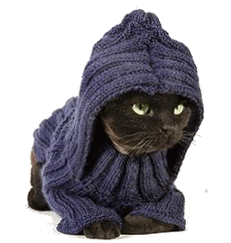 Les chats... Dda1d211