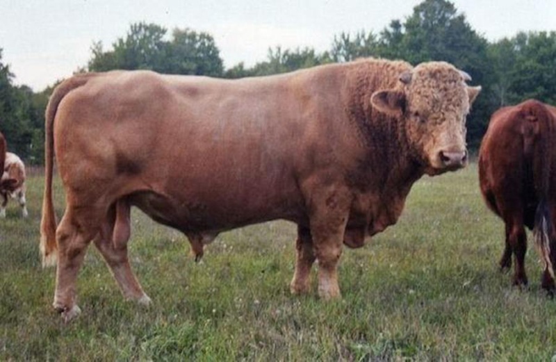 Animaux loufoques !  Beefal10