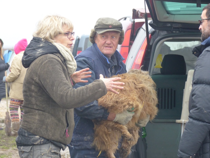 ARRIVEE DE SERBIE DU 20/12 DES CHIENS DE BELLA + BACKA - Page 11 P1040127
