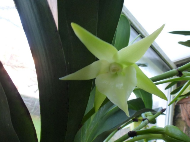 Angraecum Veitchii  Angrae15