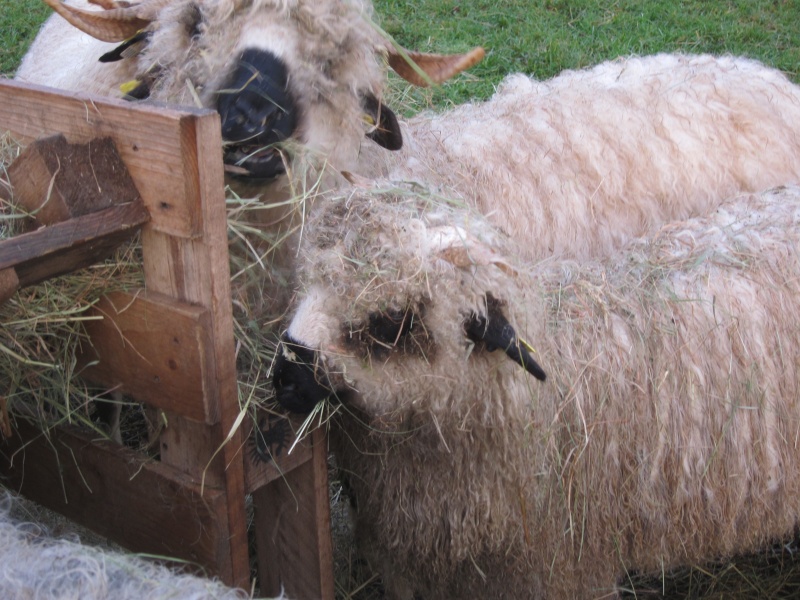 Echanges moutons et chèvres Img_8810