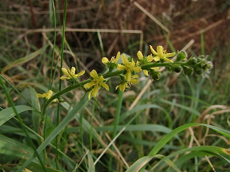 Plante fleurs jaunes, dunes de Plouhinec (56) : Aigremoine (Agrimonia eupatoria) P-img_11