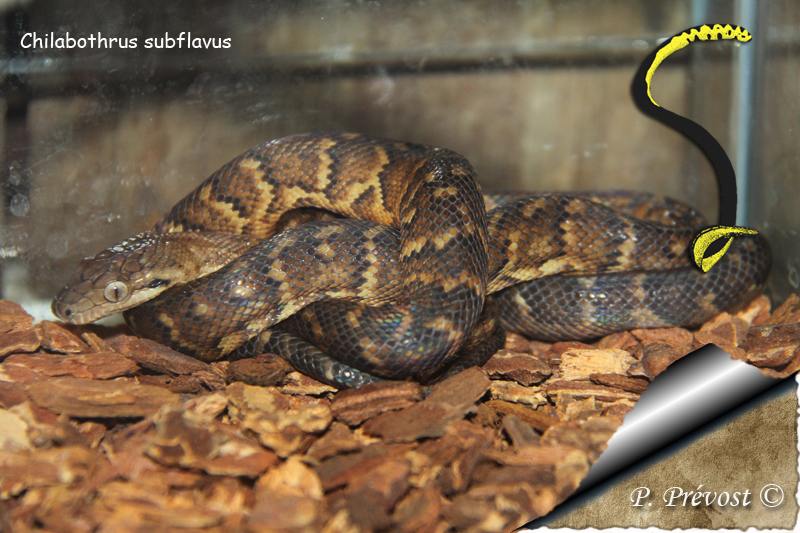 Vivarium du Zoo d'Amnéville... 2910