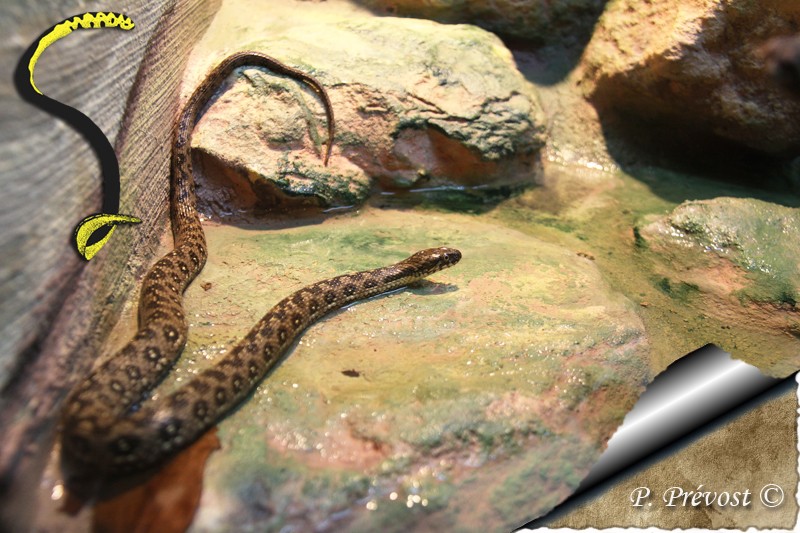 Corallus hortulanus - Avant - Après - Natrix maura 3411