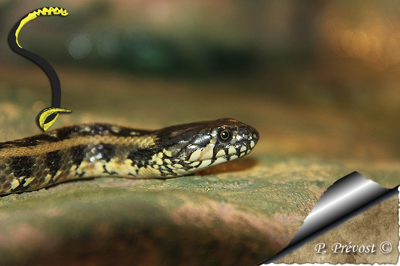 Corallus hortulanus - Avant - Après - Natrix maura 3611