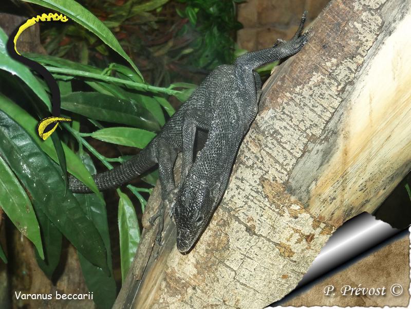Vivarium du Zoo d'Amnéville... 6610