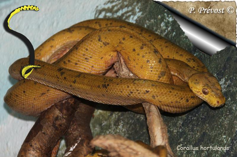 Vivarium du Zoo d'Amnéville... 710
