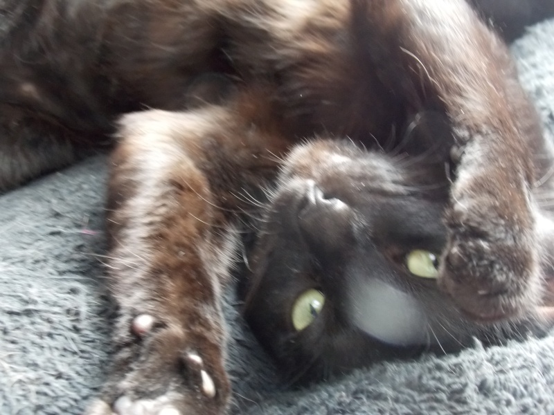 Capic, alias ti'pruneau, chat noir aux yeux verts, né début janvier 2014 Dscn1912