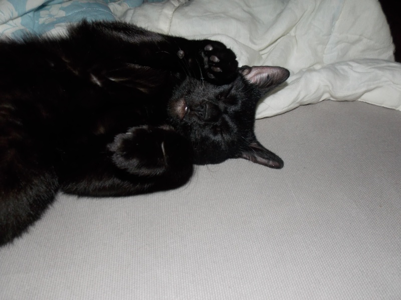 Capic, alias ti'pruneau, chat noir aux yeux verts, né début janvier 2014 Dscn2112