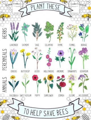 Plantes utiles pour les abeilles Bee11