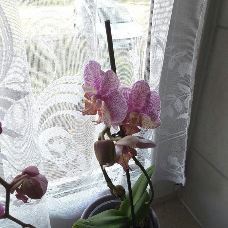 Orchideen-Neuzugang - Seite 14 2015-117