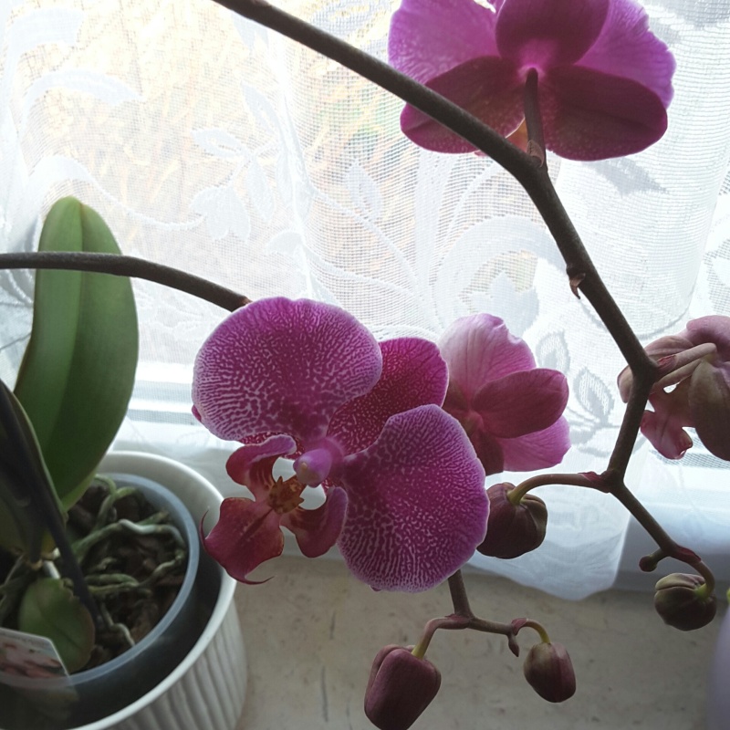 Orchideen-Neuzugang - Seite 14 2015-118