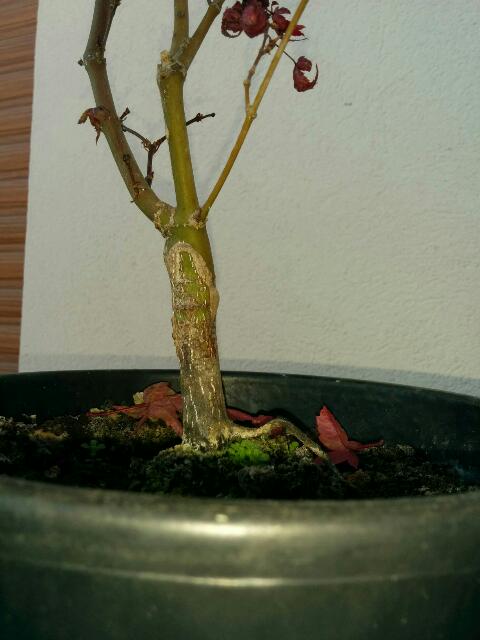 aiuto bonsai acero da pianta vivaio - Pagina 2 Rps20121