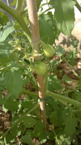 Tomates cerises Wp_20121