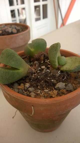 Au secours !!! Je desespère pour mes lithops Wp_20128