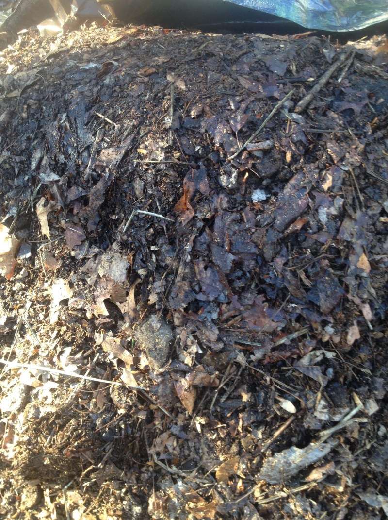 To Compost or not to Compost that is the question... - Page 6 Pile_o10