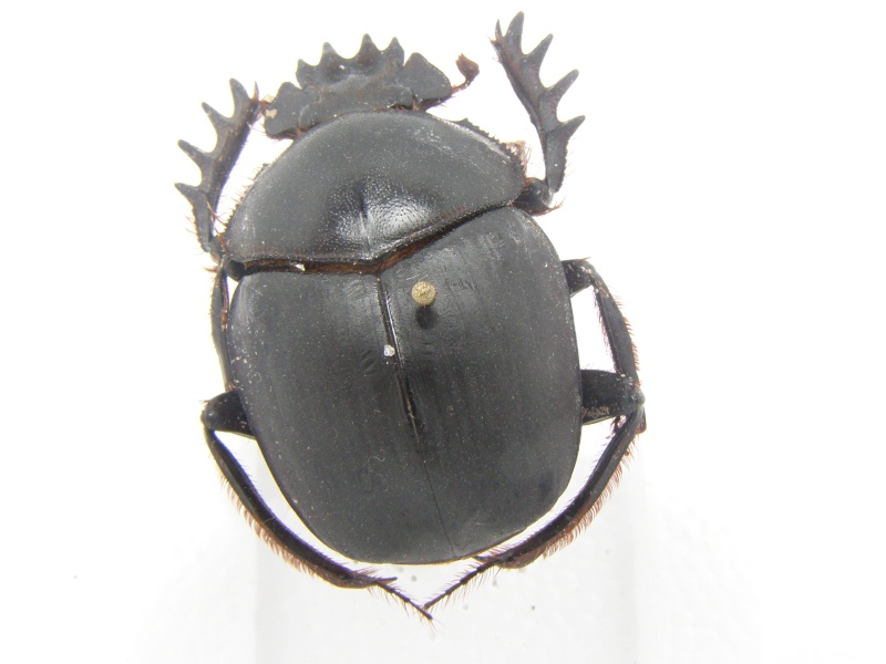 scarabée du Kenya ( Scarabaeus karlwerneri) P1010015