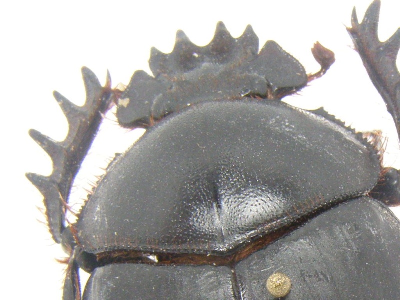 scarabée du Kenya ( Scarabaeus karlwerneri) P1010016
