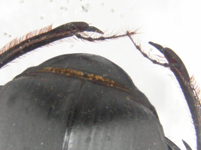 scarabée du Kenya ( Scarabaeus karlwerneri) P1010040