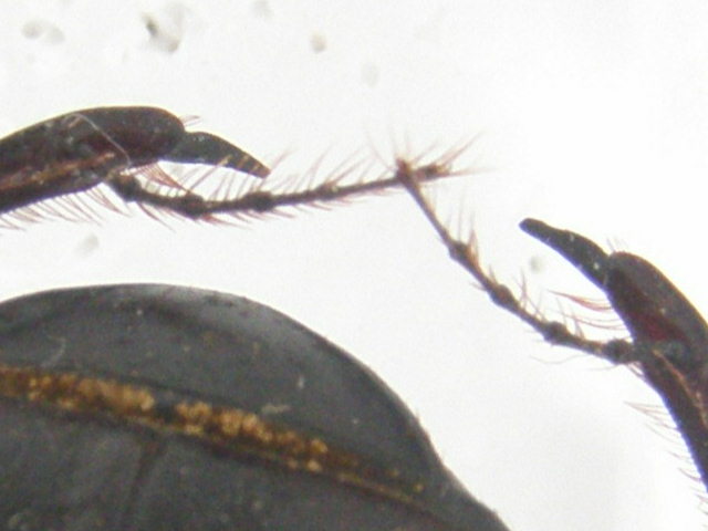 scarabée du Kenya ( Scarabaeus karlwerneri) P1010042