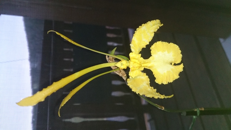Orchideen 2015 - 2018 Teil 2 - Seite 12 Dsc_1116
