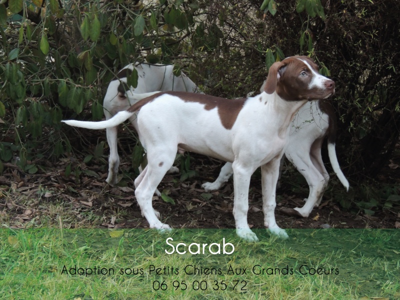 SCARAB 2 MOIS  Scarab12
