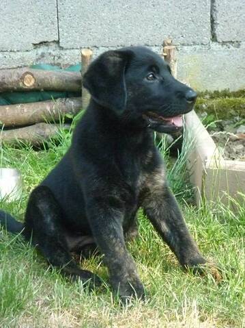 Geum-Ja croisée labrador/ berger allemand