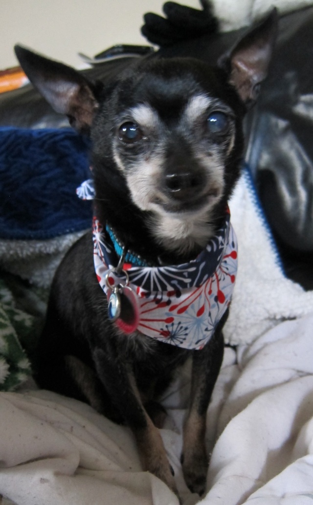 Joey the Prunie chihuahua. RIP- April 19, 1999-September 6, 2016 Joey_118