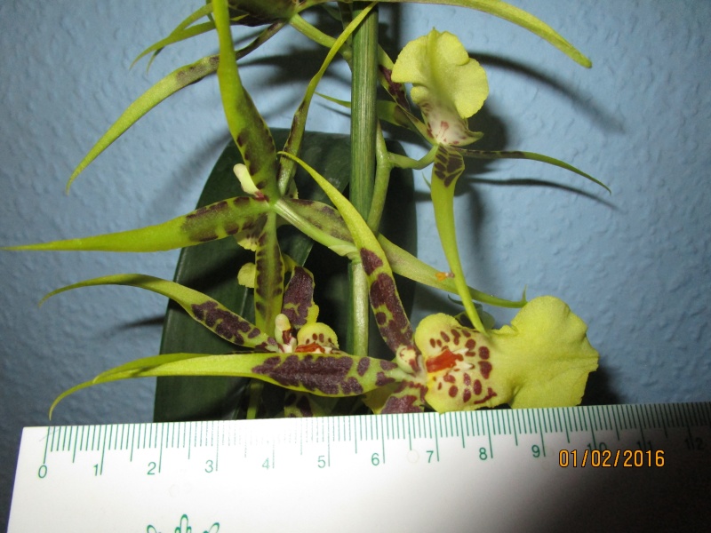 Brassia Hybride von Orchideen Lucke Img_0110