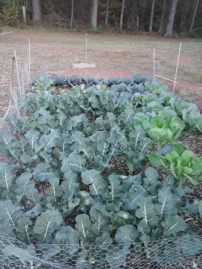 Winter crops puzzling Winter16