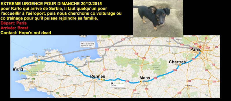 ARRIVEE DE SERBIE DU 20/12 DES CHIENS DE BELLA + BACKA - Page 3 Zet10