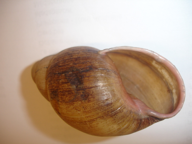 Megalobulimus oblongus (Müller, 1774) Dsc05128