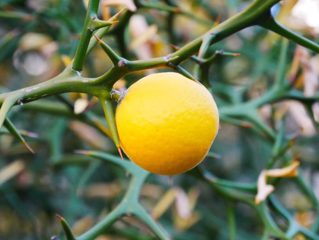 Citrus - alles über Orangen, Zitronen, Limetten, Kumquats: Aussaat, Stecklinge u.v.m. - Seite 8 P1110419