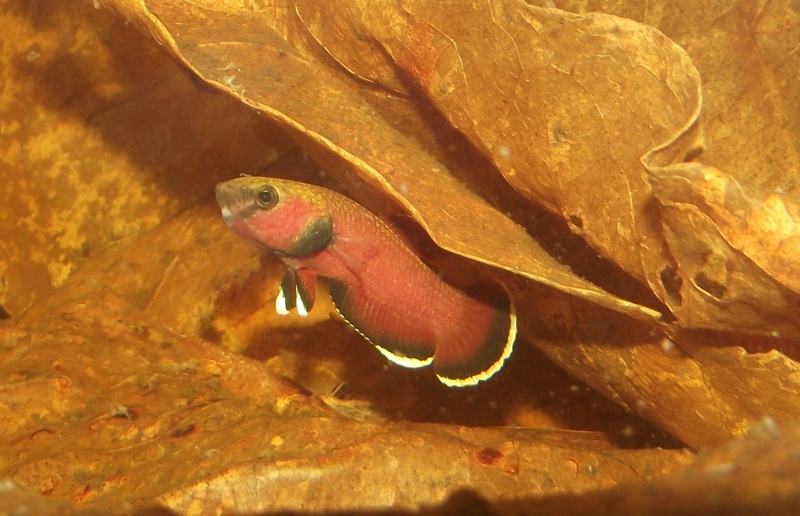 Le poisson combattant ( bis ) Betta_18